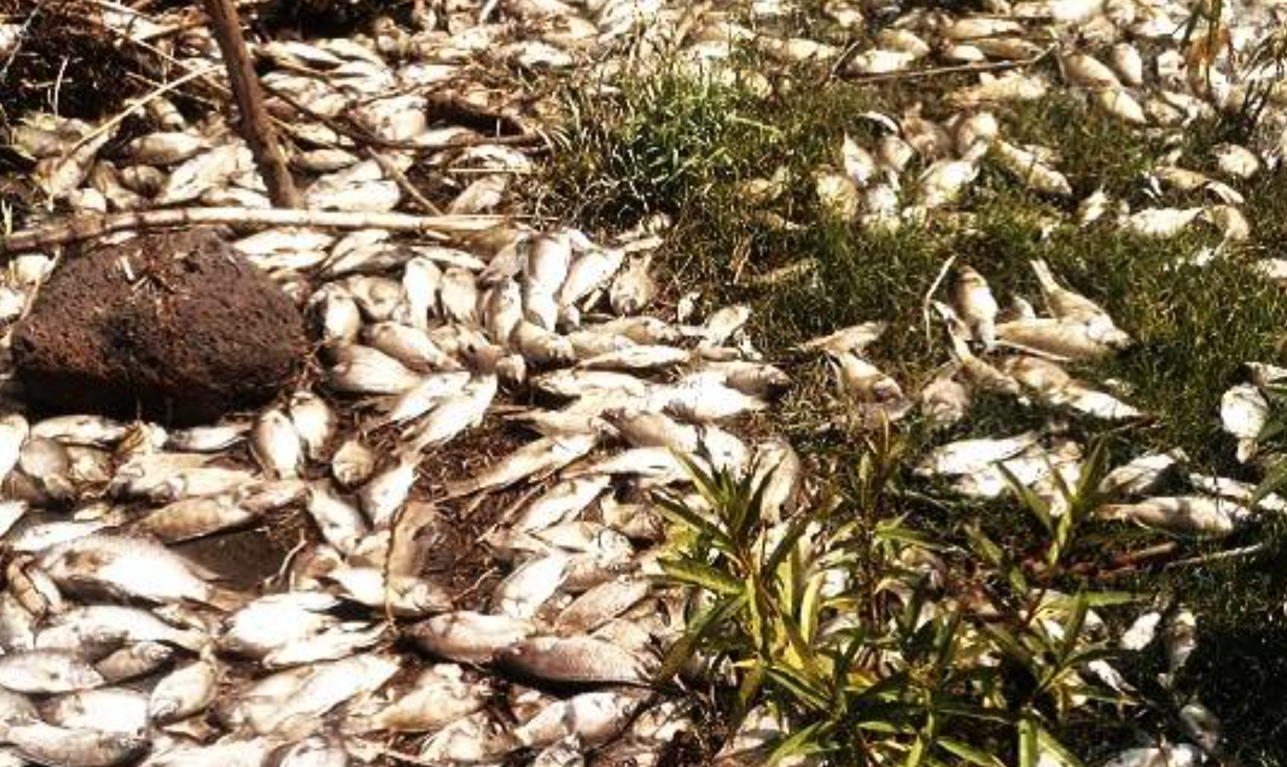 Piden investigar muerte de peces en rescatado Río Santiago, Jalisco